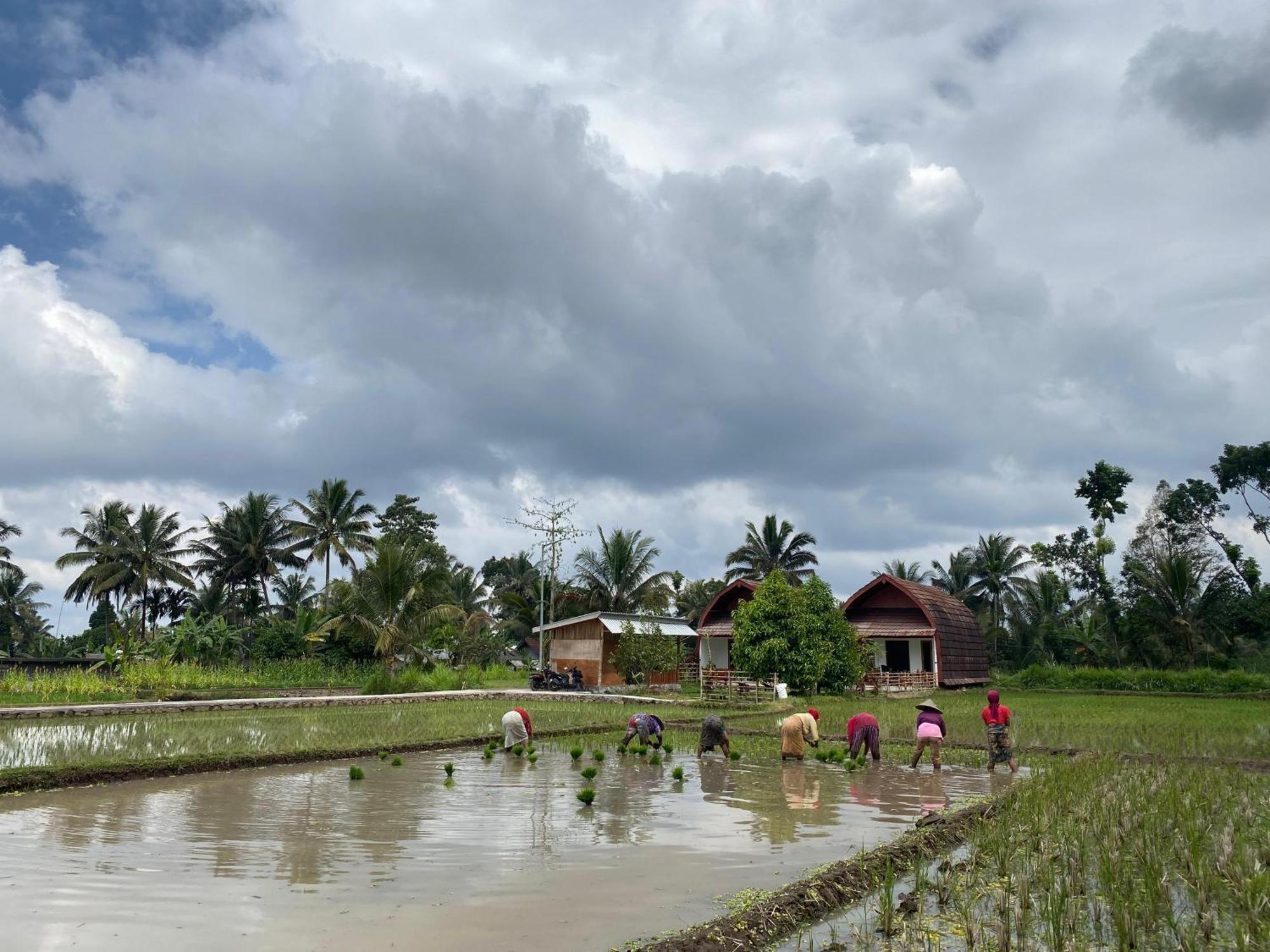 Vila Bale Tetebatu Exteriér fotografie